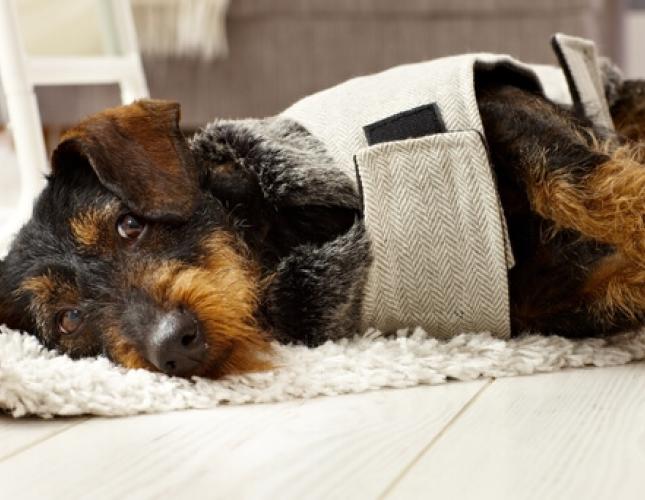 How To Spot Signs of Pain in Your Pet