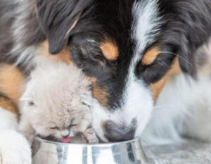 Puppy and kitten drinking water together