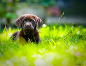Cute puppy outside playing in the grass