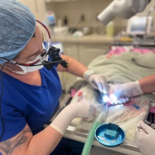 A veterinary professional wearing surgical gear and magnification glasses performs a dental procedure on an animal, with tools and equipment