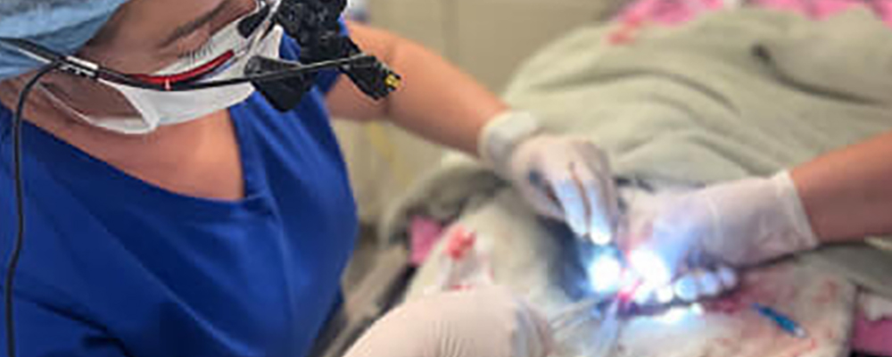 pet dental treatment by vet