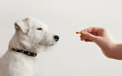 The Dangers Ordering Prescription Medications from Third-Party Suppliers Can Pose to your Pets
